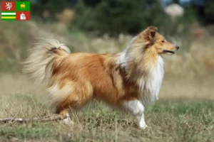 Přečtete si více ze článku Chovatelé sheltie a štěňata v Plzni