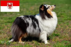 Přečtete si více ze článku Chovatelé sheltie a štěňata v Brandenburgu