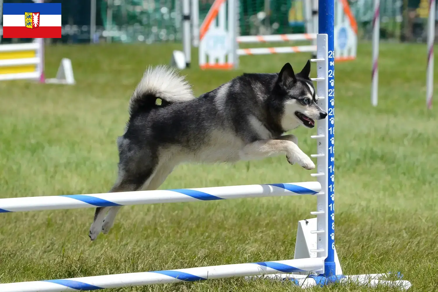 Přečtete si více ze článku Chovatelé a štěňata aljašských klee kai ve Šlesvicku-Holštýnsku